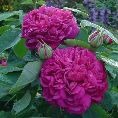 Gärtnerei - Rosa Rose de Resht - violett - portlandrosen - stark duftend - - - Die Rose de Resht ist berechtigt eine der beliebtesten historischen Rosen! Der Anblick der auf der Wasseroberfläche schwimmenden Bütenköpfe ist sehr elegant. Weil sie den Winte